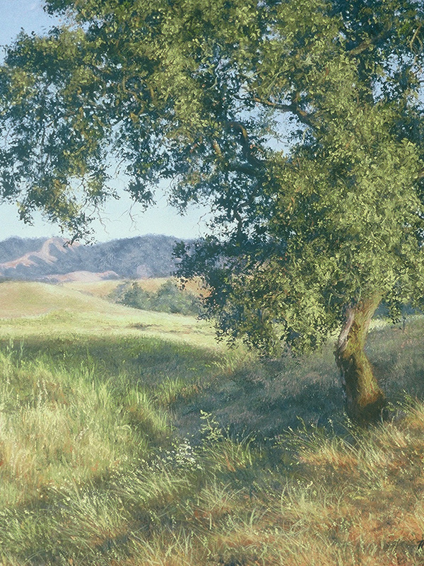 Blue Oak In Warm Light | Thomas Creed, Fine Artist