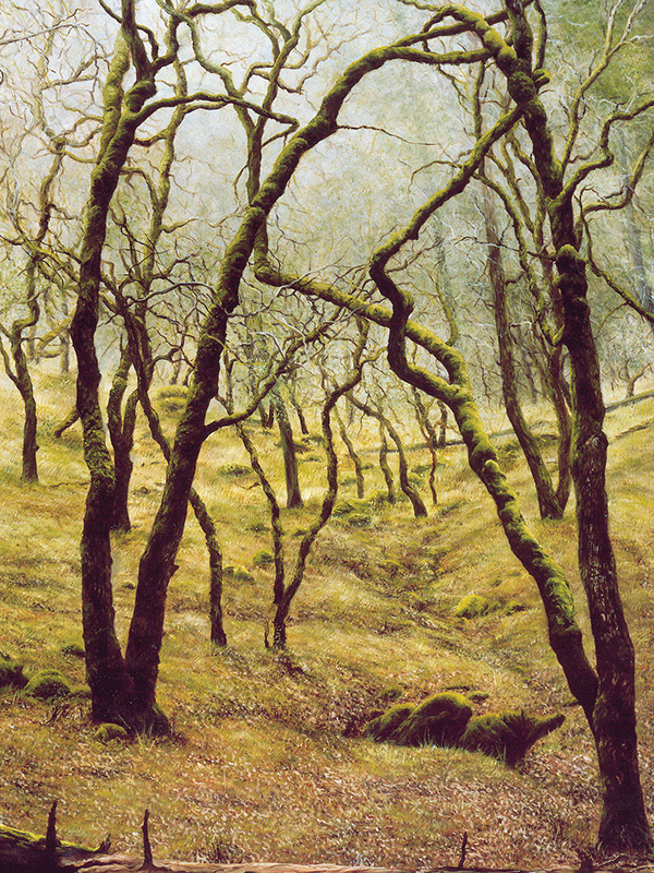 California Oak | Thomas Creed, Fine Artist