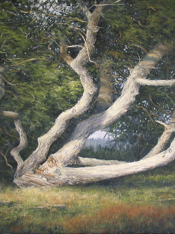 Coastal Cypress | Thomas Creed