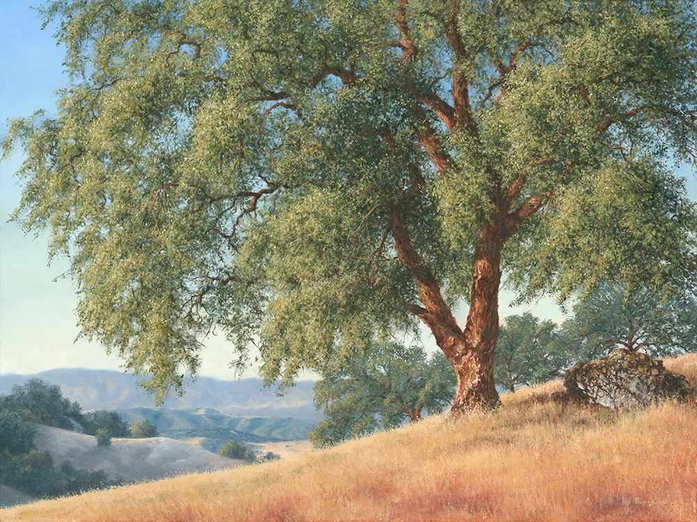 Coastal Mt. Oak | Thomas Creed, Fine Artist