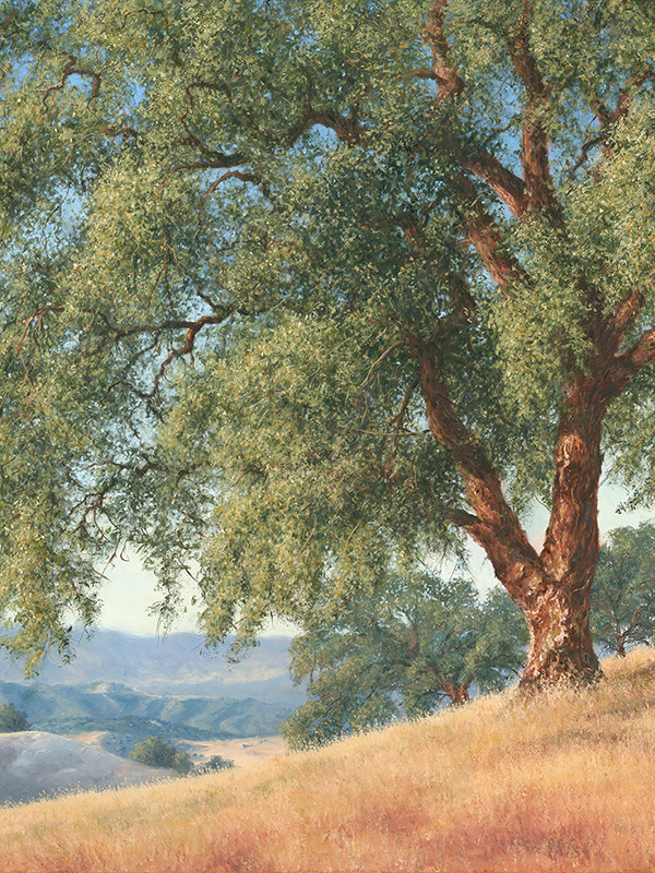 Coastal Mt. Oak | Thomas Creed, Fine Artist