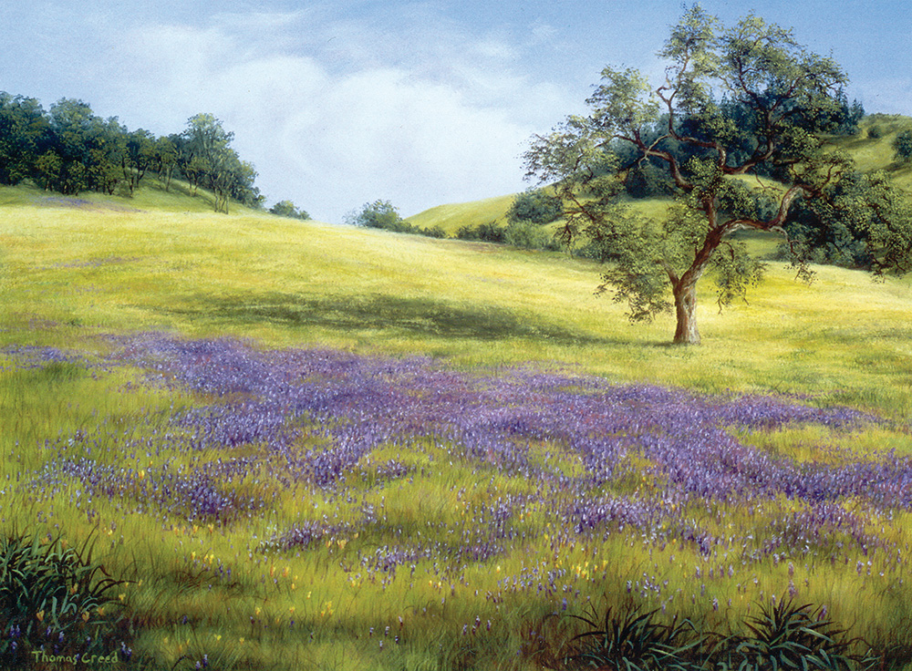 Field Of Lupine And Poppy | Thomas Creed, Fine Artist