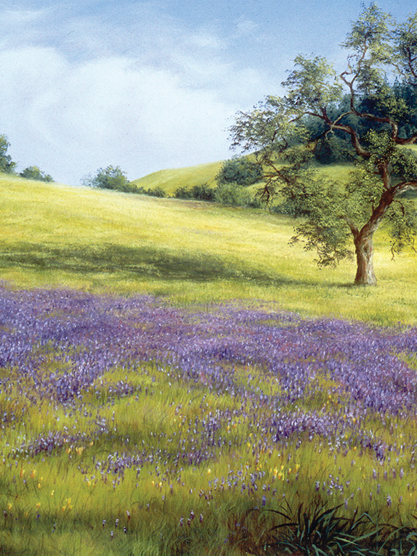 Field Of Lupine And Poppy | Thomas Creed, Fine Artist