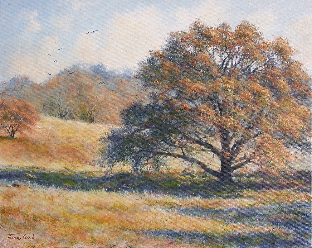 Foothills Oak | Thomas Creed, Fine Artist