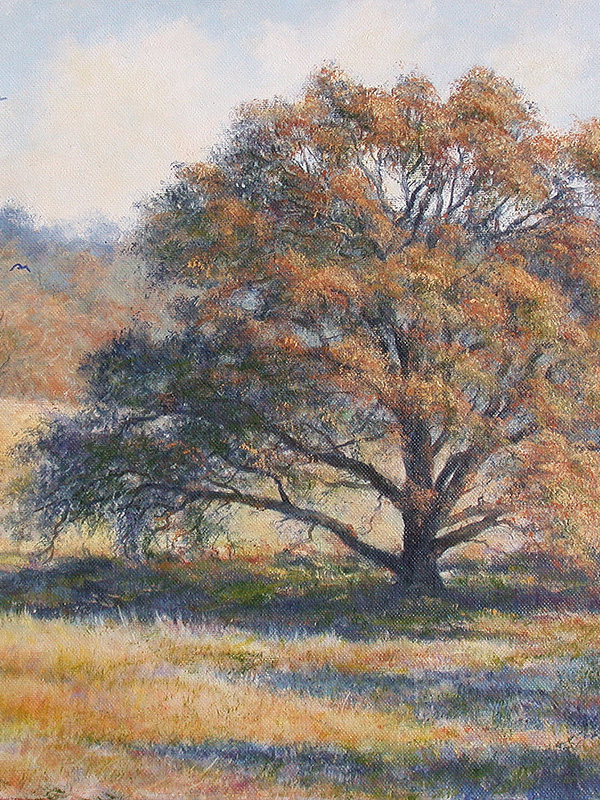 Foothills Oak | Thomas Creed, Fine Artist