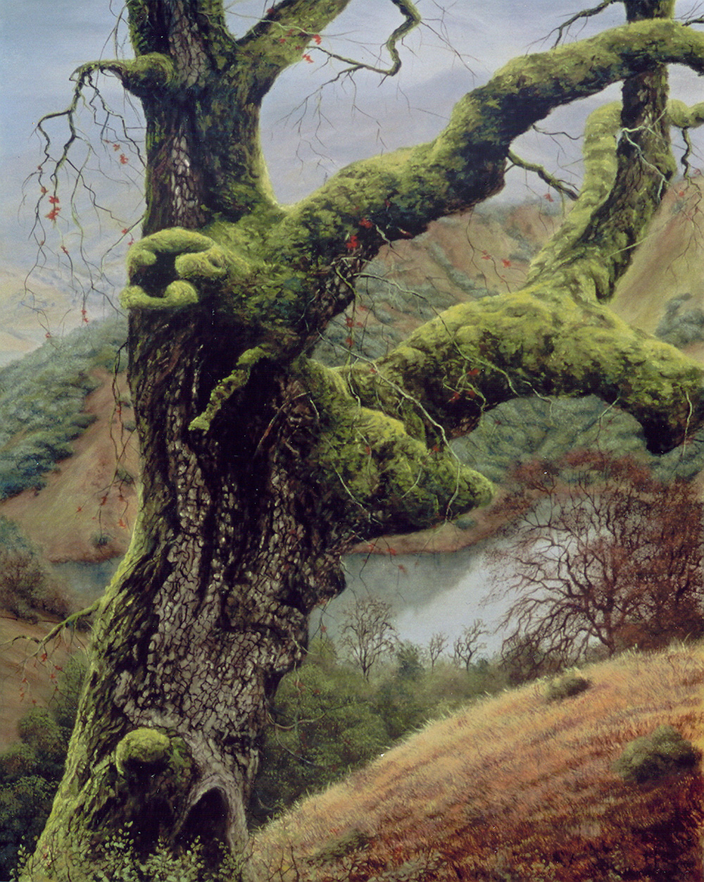 South Side Of An Oak | Thomas Creed, Fine Artist