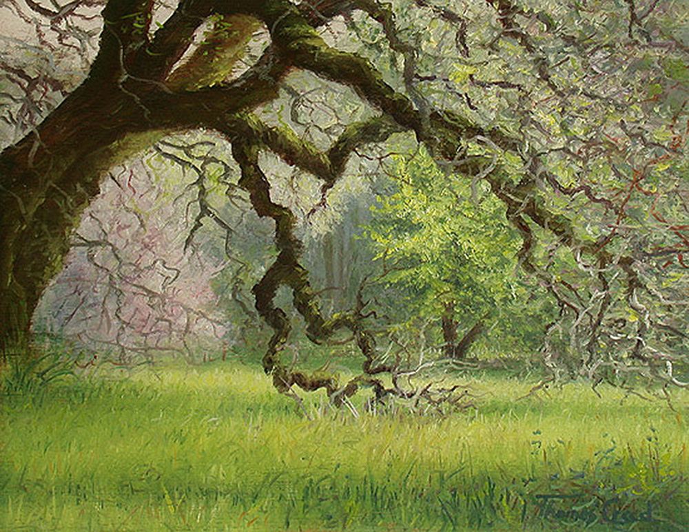 Spring Forest | Thomas Creed, Fine Artist