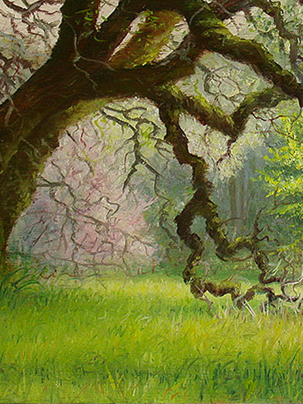 Spring Forest | Thomas Creed, Fine Artist